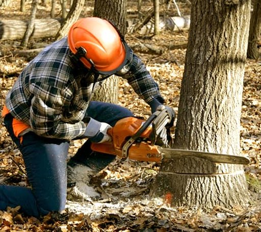 Tree Removal in Linwood, MI